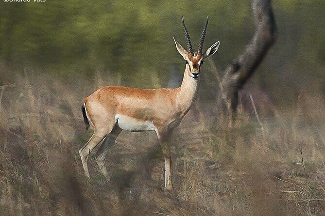 Ranthambore Wildlife Safari Day Trip from Jaipur - Price and Value: What You Pay For (and What You Don’t)
