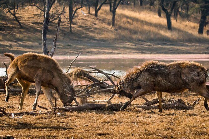 Ranthambore Wildlife Safari Day Trip from Jaipur - Who This Day Trip Fits Best