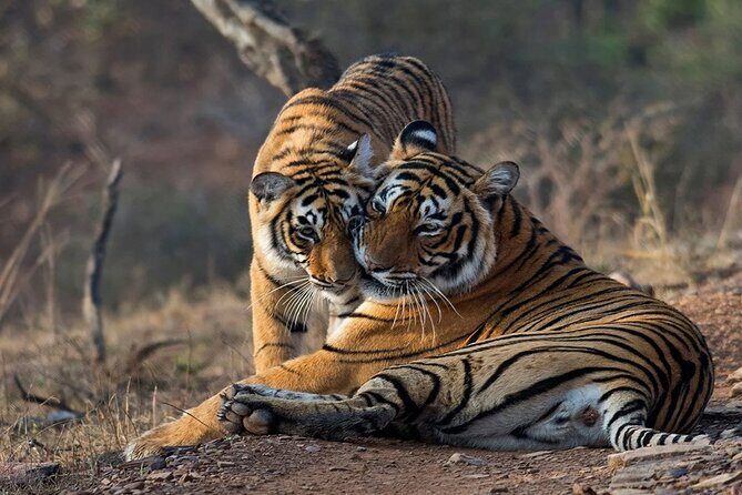 Ranthambore Wildlife Safari Day Trip from Jaipur - The Park Check-In Reality: ID Papers and Getting Assigned