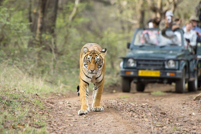 Ranthambore Wildlife Safari Tour From Jaipur Including Transfers - The long Jaipur-to-Ranthambore plan (and why the timing works)