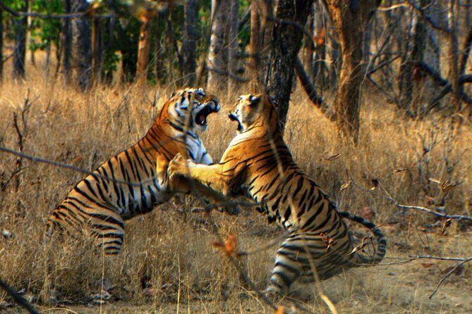 Ranthambore Wildlife Safari Tour From Jaipur Including Transfers - Arriving at Ranthambore: what you’re really walking into