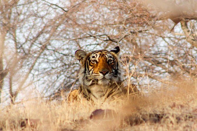 Ranthambore Wildlife Safari Tour From Jaipur Including Transfers - What’s included (and what you’ll need to cover yourself)