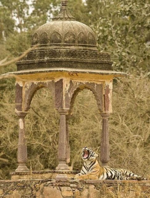 Ranthambore WildLife (tiger safari)Full Day Tour From Jaipur - Lunch, resort check-in, and getting ready for the afternoon safari