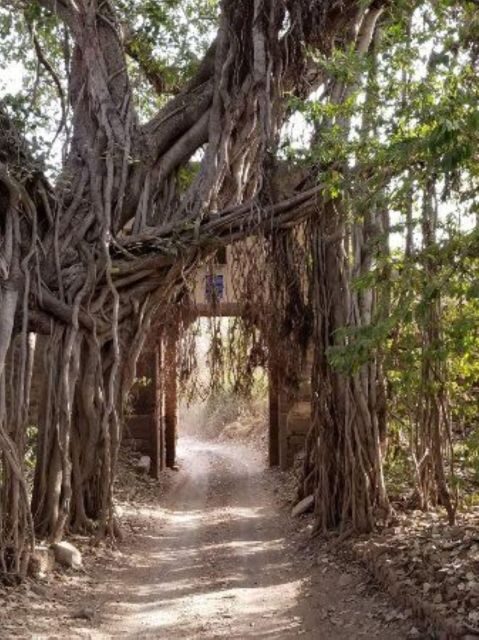 Ranthambore WildLife (tiger safari)Full Day Tour From Jaipur - Jeep vs canter safari: why your viewing can change