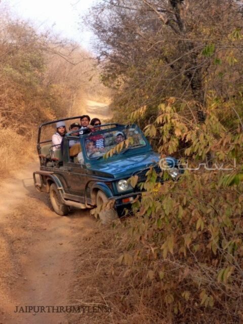 Ranthambore WildLife (tiger safari)Full Day Tour From Jaipur - Ranthambore National Park: tigers, terrain, and what you might see