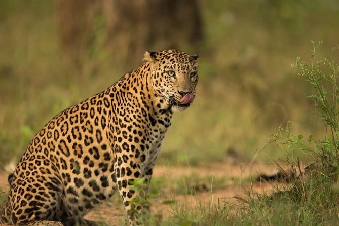 Safari In Jhalana Leopard Conservation Reserve, Jaipur - Key things to know before you go