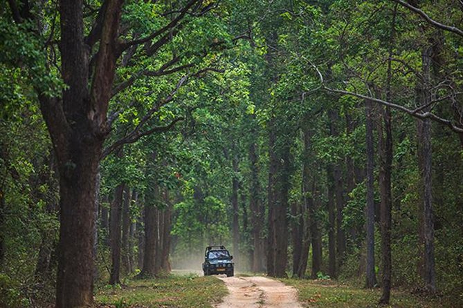 Safari In Jhalana Leopard Conservation Reserve, Jaipur - The forest expert guide: how bird knowledge boosts your odds