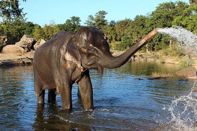 Same Day Tajmahal at Sunrise and SOS wildlife sanctuary tour - Wildlife SOS Agra: rescued bears and elephants, plus the donation reality
