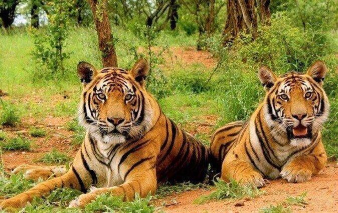 Sariska Tiger Reserve Safari tour from Jaipur - Key points I’d plan around