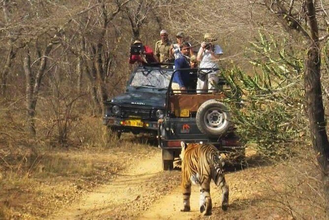 Sariska Tiger Reserve Safari tour from Jaipur - Jeep vs canter: what vehicle choice really changes