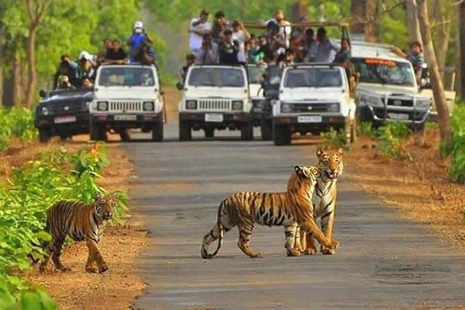 Sariska Tiger Reserve Safari tour from Jaipur - What Sariska Tiger Reserve feels like on the safari