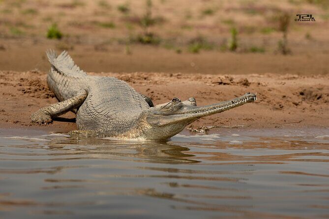 Sawai Madhopur: Private Chambal Crocodile Safari All-Inclusive - Key things that make this Chambal safari worth your time