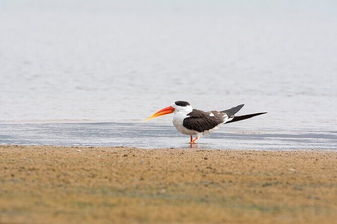 Sawai Madhopur: Private Chambal Crocodile Safari All-Inclusive - Sawai Madhopur pickup to the Chambal ravines: the real rhythm of the trip
