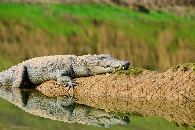 Sawai Madhopur: Private Chambal Crocodile Safari All-Inclusive - The gharial sanctuary stop: where the reptile payoff can really land