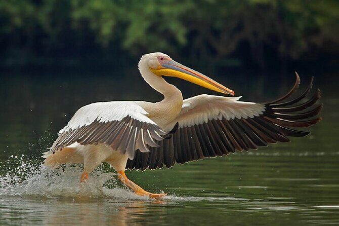 Sawai Madhopur: Private Chambal Crocodile Safari All-Inclusive - National Chambal Wildlife Sanctuary by private gypsy: birds, blackbuck, and river life