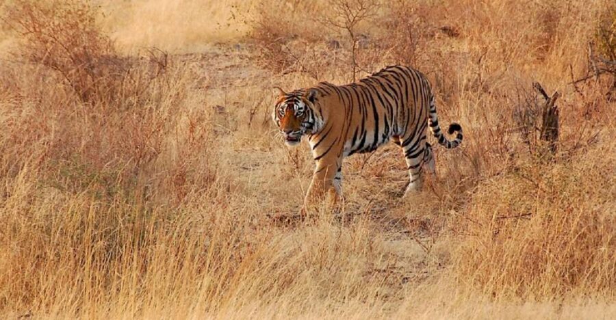 Sawai Madhopur: Ranthambore Guided Safari Trip - Key highlights to know before you go
