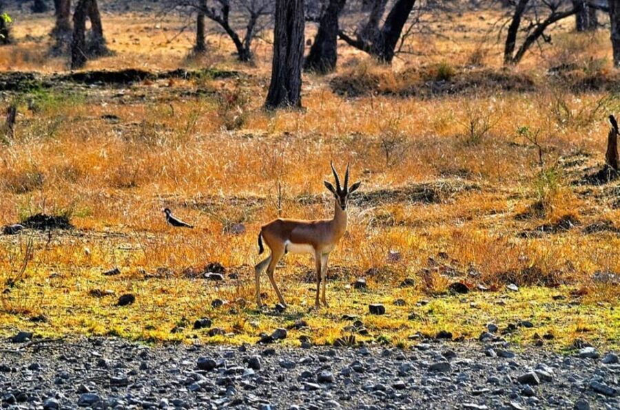 Sawai Madhopur: Ranthambore Guided Safari Trip - Why this Sawai Madhopur to Ranthambore safari setup works