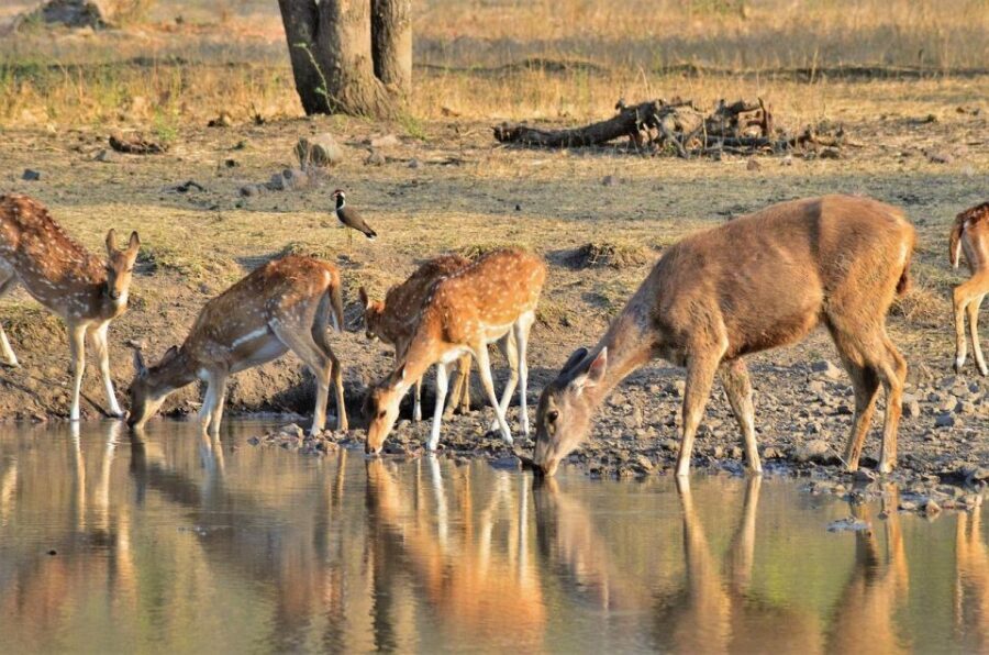 Sawai Madhopur: Ranthambore Guided Safari Trip - What a 3-hour Ranthambore safari day really looks like