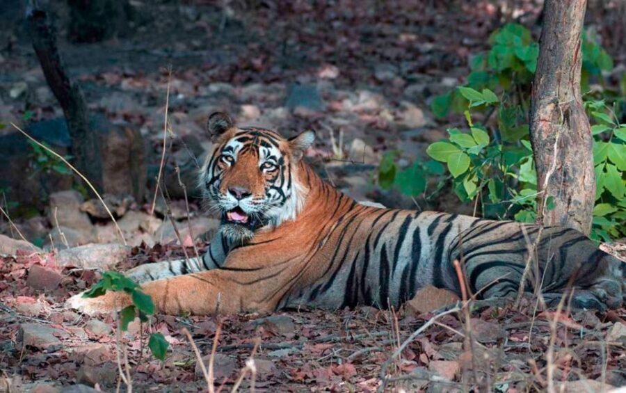 Sawai Madhopur: Ranthambore Guided Safari Trip - A quick reality check on trust and confirmation