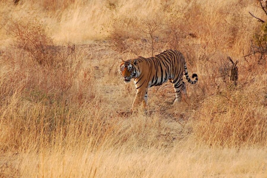 Sawai Madhopur: Ranthambore Guided Safari Trip - Picking the right ride: 6-seater Jeep vs 20-seater open-top