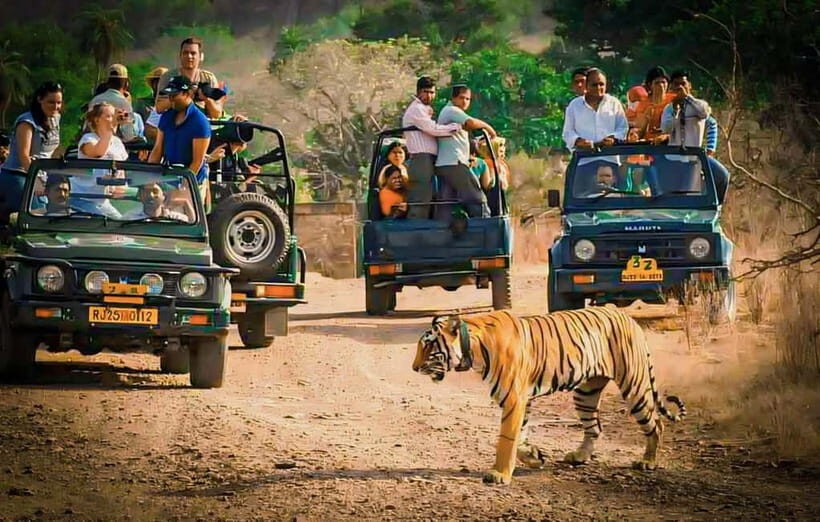 Sawai Madhopur: Ranthambore National Park Guided Jeep Safari - Ranthambore Safari Basics: Zones, Jeep vs Canter, and What Really Changes Your Chances
