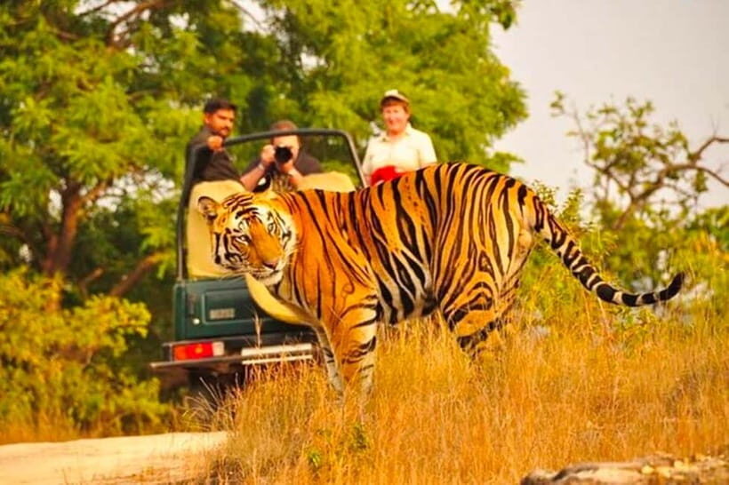 Sawai Madhopur: Ranthambore National Park Guided Jeep Safari - Park Rules You’ll Feel Immediately: ID, Noise Control, and No-Nonsense Items