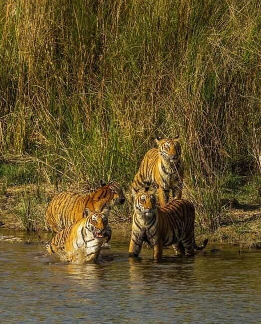 Sawai Madhopur: Ranthambore National Park Guided Jeep Safari - The Safari Drive: How a Guide Improves Your Wildlife Scanning