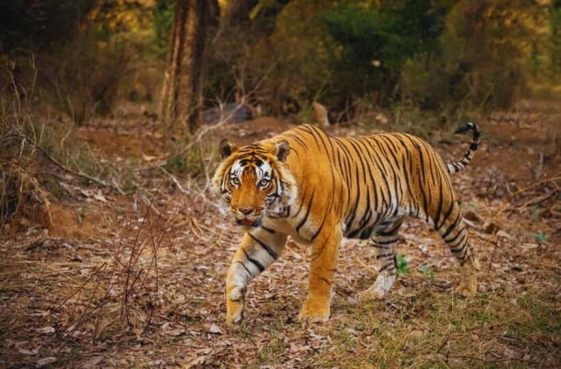 Sawai Madhopur: Ranthambore National Park Guided Jeep Safari - Price and Value: What You’re Paying (and What You’ll Still Need to Cover)