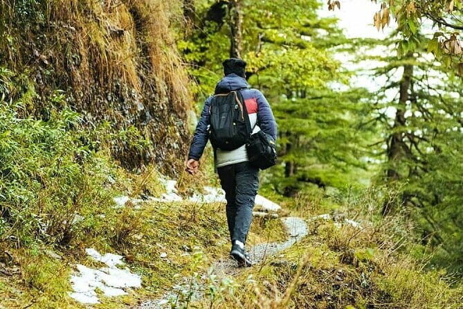 School Boy Walk - A morning jungle walk that feels like Mussoorie, not a route