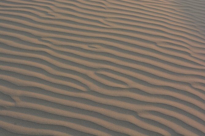 Shahi Half day non touristic sand dune camel safari with dinner - Key things I’d bet on before you book