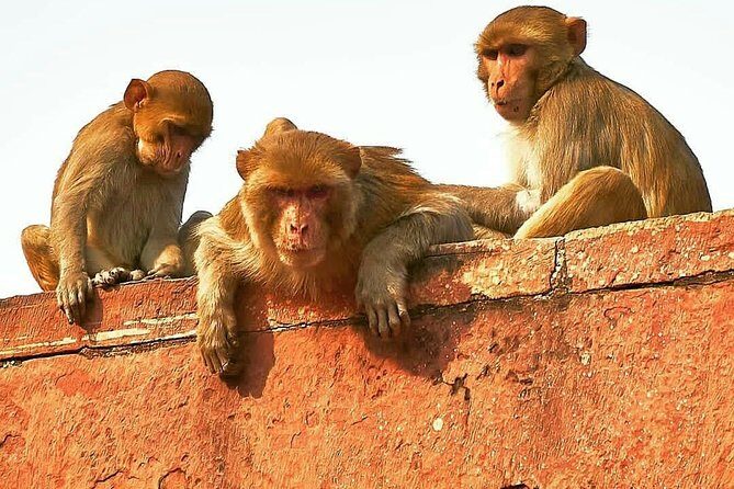 Skip The Line: Taj Mahal Sunrise Tour from - Delhi (All-Inclusive) - The 3 a.m. start: how to not lose your energy