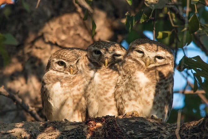 Sultanpur Bird Sanctuary Tour Near Delhi - The 6:30 am pickup and the 5 to 6 hour day structure