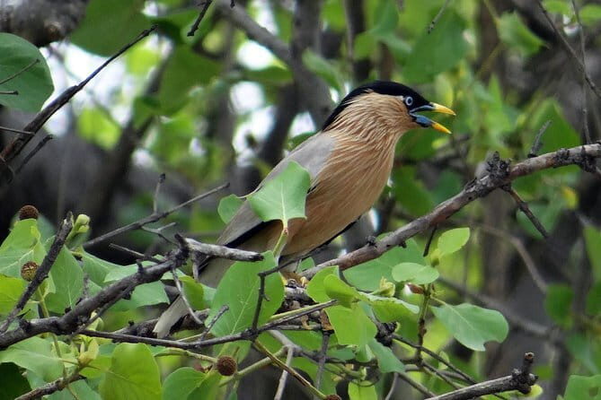 Sultanpur Bird Sanctuary Tour Near Delhi - Guides matter: what Jai Singh’s style brings to the walk
