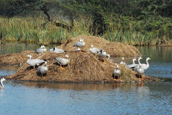 Sultanpur Bird Sanctuary Tour Near Delhi - Entering Sultanpur: where your 3 hours inside really goes