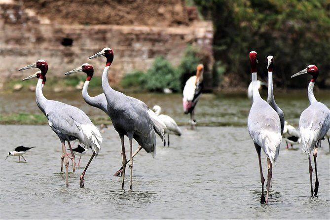 Sultanpur The wonder of Birding from Delhi - Key highlights worth waking up for
