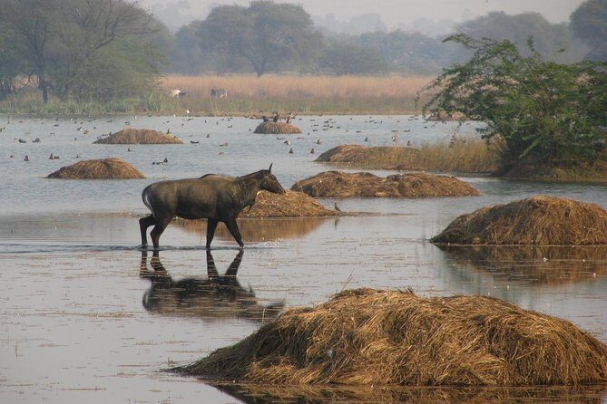Sultanpur The wonder of Birding from Delhi - A 7:00 a.m. Birding Escape from Delhi