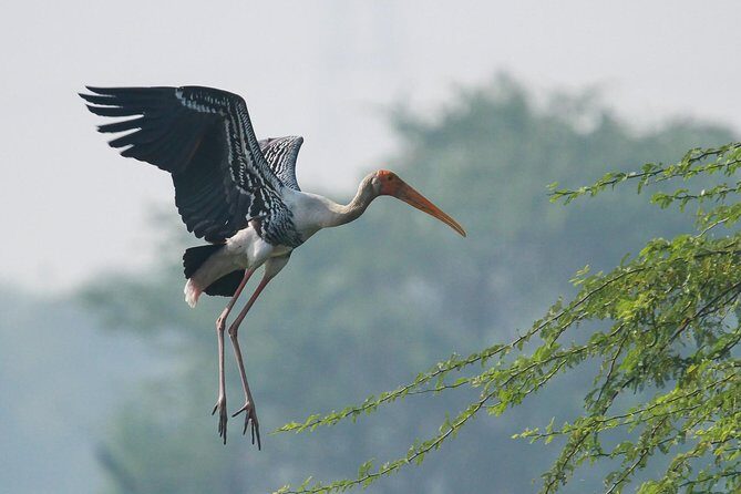 Sultanpur The wonder of Birding from Delhi - How the 5 to 6 hour schedule stays enjoyable
