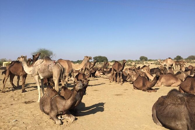 Sun Set Safari with Dinner - The Thar Desert drive and why timing matters for sunset