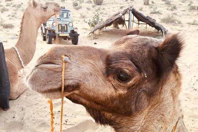 Sun Set Safari with Dinner - Meeting at Secret House and meeting your guide