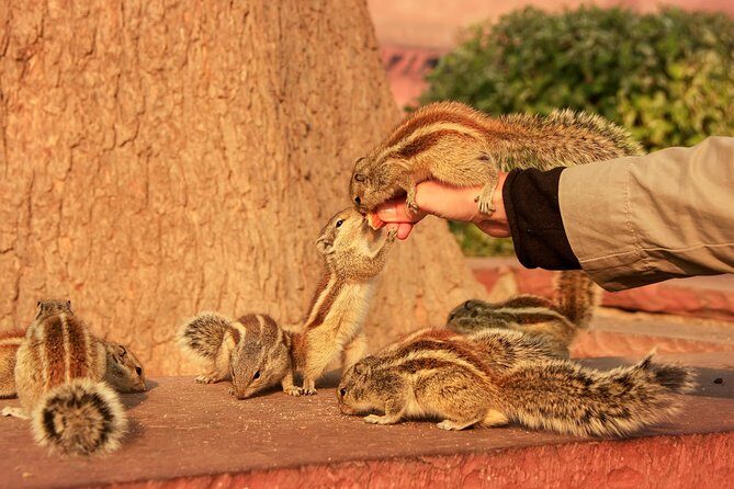 Sunrise Taj Mahal, Agra Fort & Baby Taj Tour from Jaipur by Car - Lunch break reality: local food without the long wait