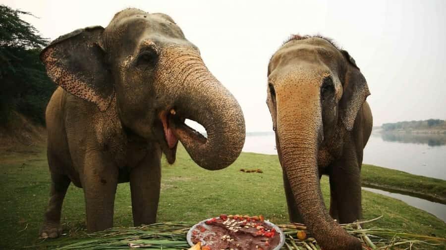 Taj Mahal Tour with Optional Wildlife Rescue Center Visit - The Big Idea: Sunrise at the Taj Mahal, Then Something Real