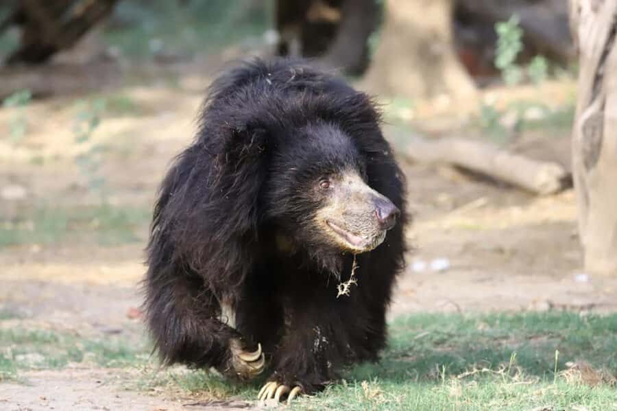 Taj Mahal Tour with Optional Wildlife Rescue Center Visit - Agra Fort: The Useful Middle Stop That Breaks Up the Day