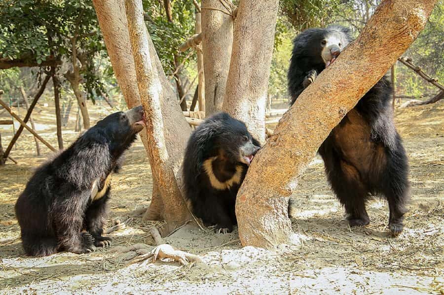 Taj Mahal Tour with Optional Wildlife Rescue Center Visit - Wildlife SOS Elephant Conservation and Care Center: What You’ll Learn in One Hour