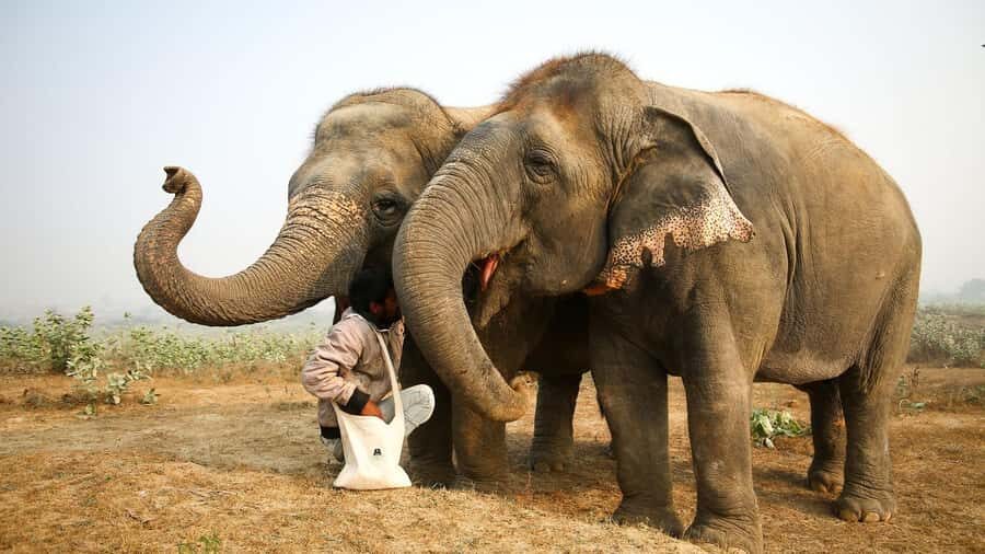 Taj Mahal Tour with Optional Wildlife Rescue Center Visit - Timing Reality: Why the Tour Range Says 4–11 Hours