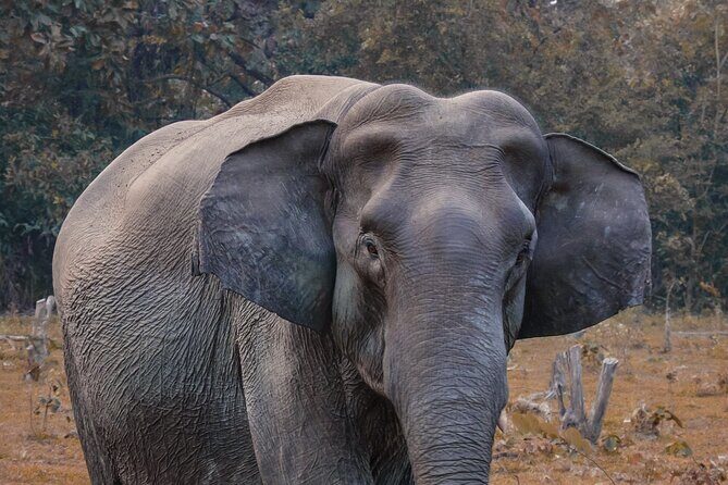 Taj Mahal with Wildlife SOS Elephant Conservation and Care Center - Entering the Taj Mahal: Your UNESCO Morning Moment