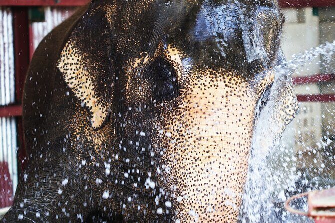 Taj Mahal with Wildlife SOS Elephant Conservation and Care Center - Responsible Elephant Tourism: The Value, and What to Keep Expectations Real