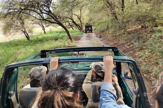 Tiger Safari in Ranthambore national park | Canter Options - Naturalist Guides and Drivers: How You Get More From the Same Safari