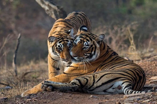 Tiger Safari in Ranthambore national park | Canter Options - What Wildlife Chances Look Like on a 20-Seater Open Vehicle