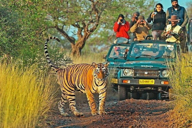 Tiger Safari in Ranthambore national park | Canter Options - Comfort, Group Size, and Practicalities You’ll Actually Feel