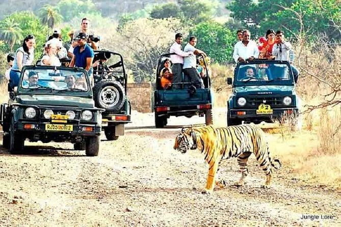 Tiger Safari in Ranthambore national park | Canter Options - Value for Money: What You’re Paying and Why It’s Not Just the Ticket